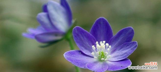 传递平静与和平的熏衣草花语 熏衣草的花语——宁静和平