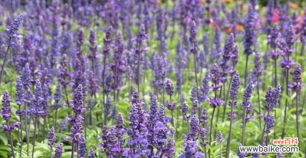 传递平静与和平的熏衣草花语 熏衣草的花语——宁静和平