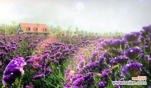 探秘熏衣草花的寓意与象征 熏衣草的花语