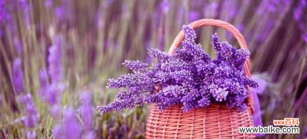 探秘熏衣草花的寓意与象征 熏衣草的花语