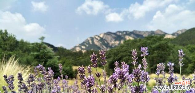 熏衣草花的美丽与深远内涵 熏衣草的花语与寓意