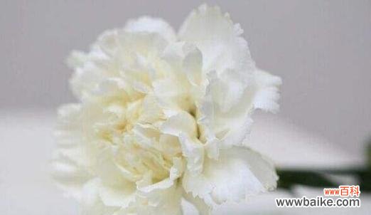 解析不同花朵的花语与象征意义，探索雪球花的神秘之美 雪球花花语