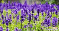 薰衣草的神秘魅力与心灵抚慰 薰衣草之美