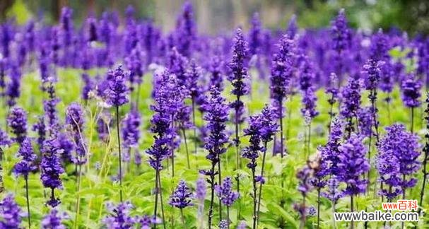 薰衣草的神秘魅力与心灵抚慰 薰衣草之美