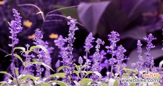 薰衣草的神秘魅力与心灵抚慰 薰衣草之美