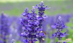 探寻薰衣草的魅力与意义，为你解读它所传达的信息与情感 薰衣草的花语与象征意义