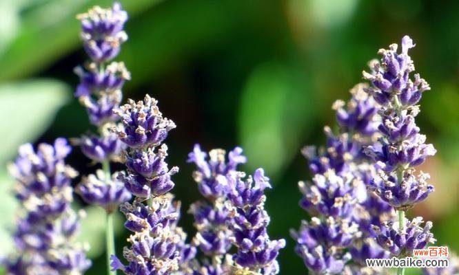 揭示熏衣草的神秘与内涵 熏衣草的寓意与象征