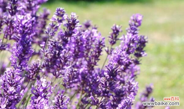 揭示熏衣草的神秘与内涵 熏衣草的寓意与象征