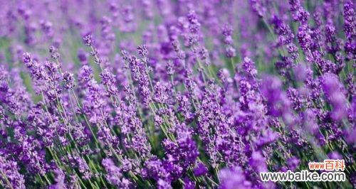 探秘薰衣草的神秘力量,带给你内心深处的平静 紫色薰衣草的花语——带给你的宁静与慰藉