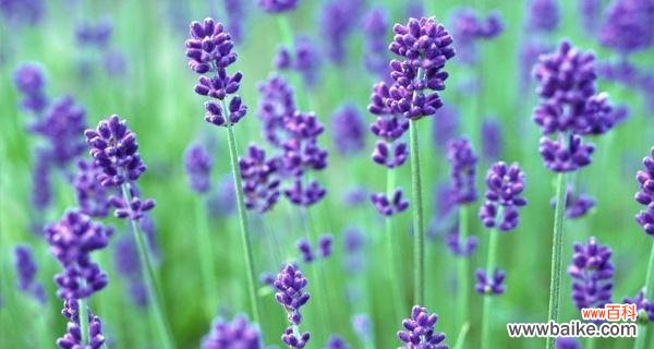 薰衣草花语的美好寓意与深远影响 薰衣草的花语与寓意