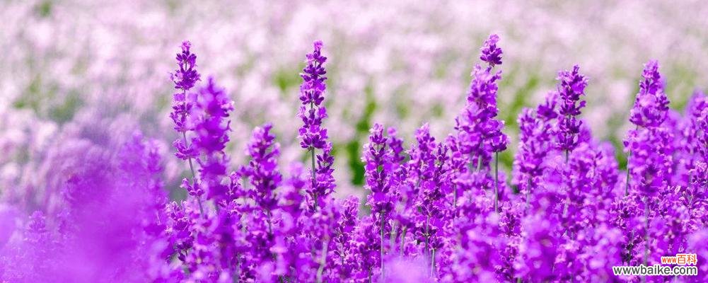 探索薰衣草背后的深意 薰衣草的花语与象征