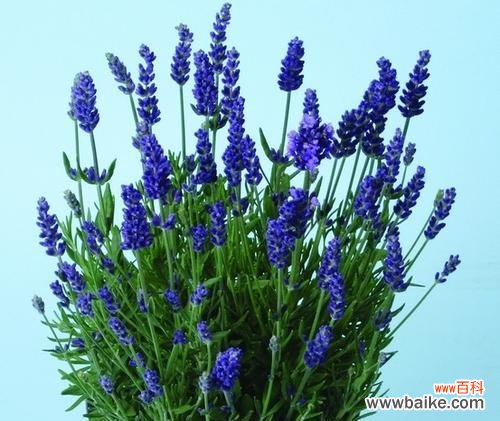 探索薰衣草的神秘世界，感受它的情感和疗愈之力 薰衣草的寓意与神奇力量