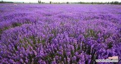 探索薰衣草的神秘世界，感受它的情感和疗愈之力 薰衣草的寓意与神奇力量