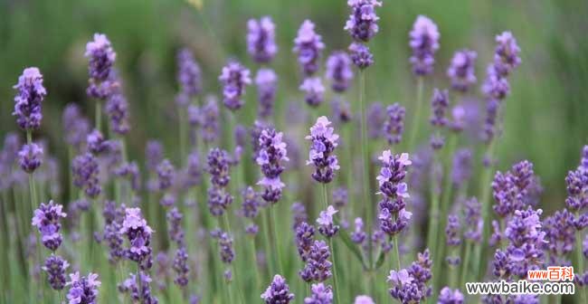 芳香四溢、神奇疗愈,探寻薰衣草背后的神秘力量 薰衣草的寓意与象征意义