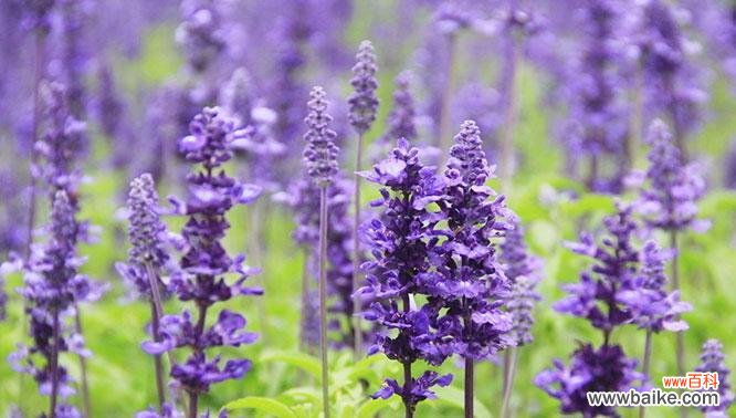 芳香四溢、神奇疗愈,探寻薰衣草背后的神秘力量 薰衣草的寓意与象征意义