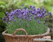 揭示薰衣草花朵背后的意义和象征 薰衣草的寓意和象征