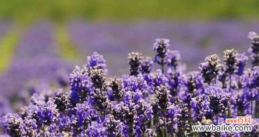 薰衣草花语的涵义与薰衣草传说的神奇魅力 薰衣草花语与传说