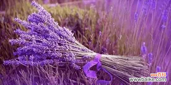 薰衣草花语的涵义与薰衣草传说的神奇魅力 薰衣草花语与传说