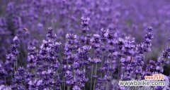 薰衣草花语的涵义与薰衣草传说的神奇魅力 薰衣草花语与传说