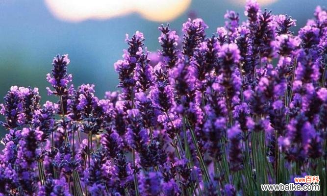 解读薰衣草花语，揭示15种不同的含义与象征 薰衣草花语大全