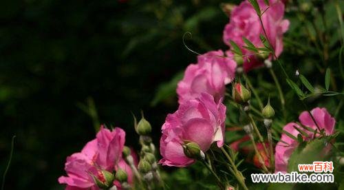 热情 红蔷薇的花语及其寓意