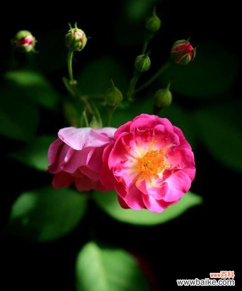 热情 红蔷薇的花语及其寓意