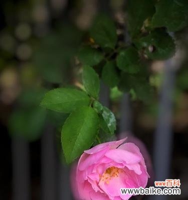 热情 红蔷薇的花语及其寓意