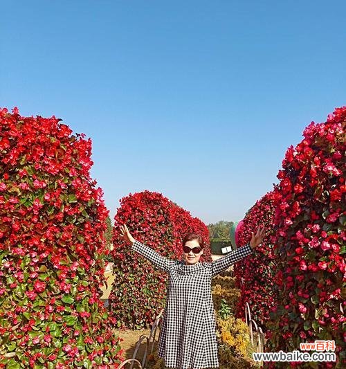 一种力量和神秘的对话 红牡丹与紫牡丹