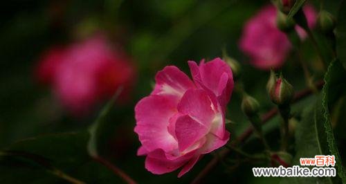 探寻红蔷薇花语的深层意义 红蔷薇花语的美丽寓意