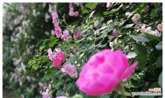 探寻红蔷薇花语的深层意义 红蔷薇花语的美丽寓意