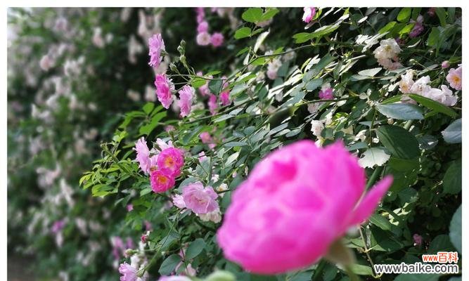 探寻红蔷薇花语的深层意义 红蔷薇花语的美丽寓意