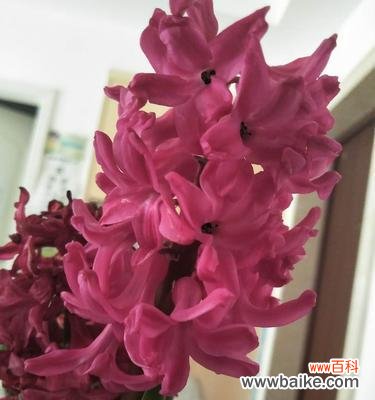 桃红色风信子 桃红色风信子的花语之魅力绽放