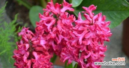 桃红色风信子 桃红色风信子的花语之魅力绽放