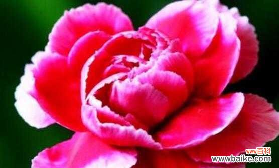 探寻红色康乃馨的情感内涵 红色康乃馨的象征意义