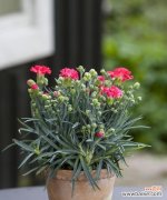 红色康乃馨的浓情蜜意与坚韧品质 红色康乃馨的象征意义及美丽之处