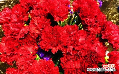 红色康乃馨的浓情蜜意与坚韧品质 红色康乃馨的象征意义及美丽之处