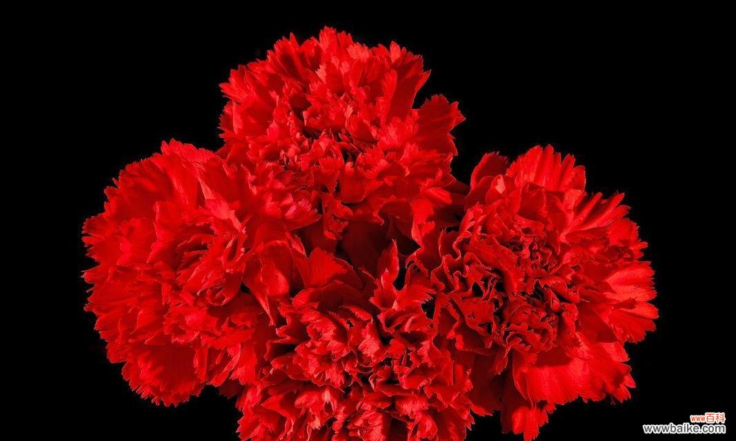 红色康乃馨的浓情蜜意与坚韧品质 红色康乃馨的象征意义及美丽之处