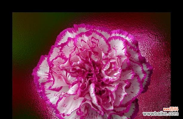 红色康乃馨的爱情之语与希望之花 红色康乃馨的花语与寓意