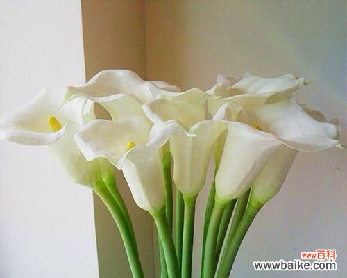 红色马蹄莲的花语与象征意义 红色马蹄莲的代表寓意