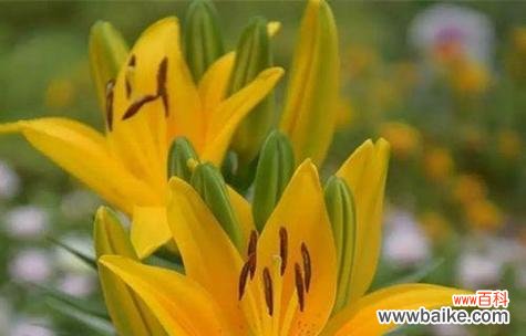 橙色花在花语中代表什么？它们象征着什么？