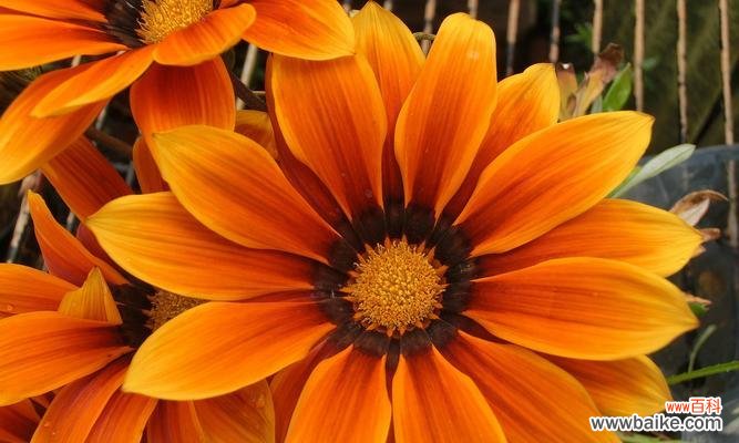 橙色花在花语中代表什么？它们象征着什么？