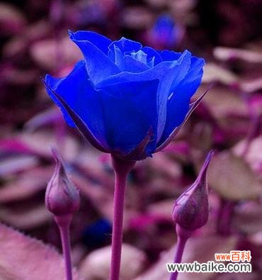 蓝色妖姬永生花代表了什么？它的花语和寓意是什么？