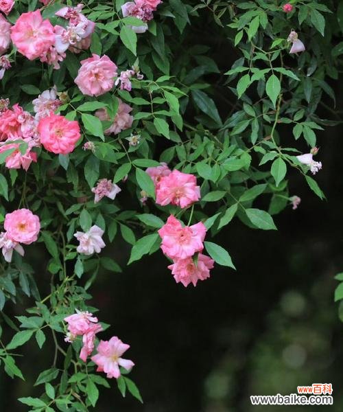 紫色蔷薇花的寓意是什么?