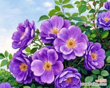 紫色蔷薇花的寓意是什么？