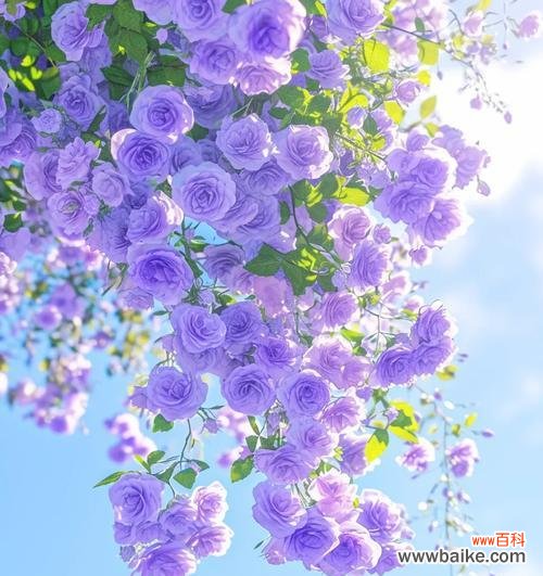 紫色蔷薇花的寓意是什么?