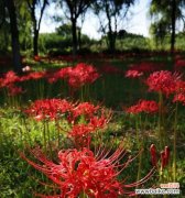 红色花象征地狱吗？红色花有哪些寓意？