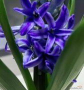 哪种花象征长寿和健康？长寿健康树的花语是什么？