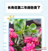 粉白色长寿花的寓意是什么？它代表了什么？