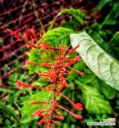 象征至死不渝爱情的花是什么？哪种花代表至死不渝的爱情？