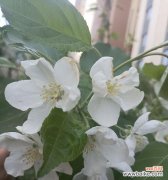 送白色花的意义何在？它们象征着什么？